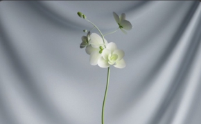 室内装饰花卉盆景C4D模型 Ornamental plant bonsai