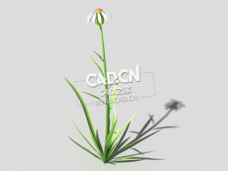 白色野菊花花卉植物C4D模型 common-flower-b2 3d model