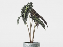 CINEMA 4D室内绿植：蓝灰色纹理装饰花盆中的详细琴叶榕大象耳朵状叶片高品质室内3D植