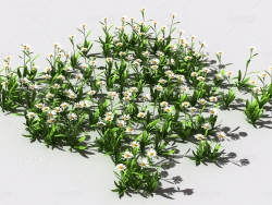 雏菊植物C4D模型 pattern_daisy-def-2