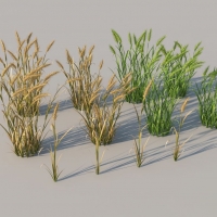 高模植物 3Dmentor Plants HQ Grass 1-16