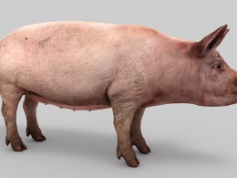肥猪C4D模型 pig 3d model