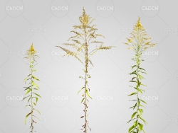 一枝黄花C4D模型 Solidago 3d model