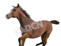 奔跑的马棕色马C4D模型
