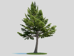 黎巴嫩雪松 雪松 松树 景观树C4D模型 Cedrus libani