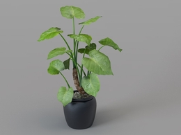 室内装饰植物 滴水观音C4D模型 Alocasia macrorrhiza 3d model