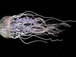 水母 Jellyfish-1