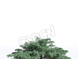 C4D松树雪松喜马拉雅山雪松模型 Cedrus deodara 3d model