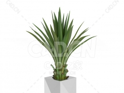 C4D露兜树办公室客厅盆栽绿植模型