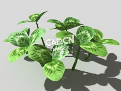 三叶草植物C4D模型 clover-d1 3d model