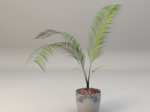 凤尾竹C4D模型 凤尾竹盆景