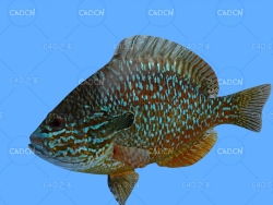 长耳太阳鱼C4D绑定动画模型 longear sunfish c4d model