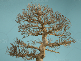 冬天景观盆景树木枯树Dead Bonsai 01