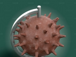 新型冠状病毒 coronavirus 3d model