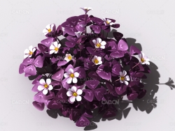 酸浆草酸酸草斑鸠酸三叶酸酸咪咪钩钩草植物C4D模型 oxalis-d2
