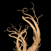 人参3D模型 Ginseng