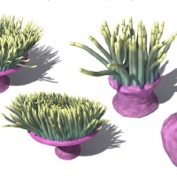海洋植物：4款海葵C4D模型 Heteractis magnifica Magnificent Anemone