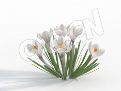 C4D白色番红花藏红花景观花卉模型Crocus_D