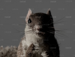 C4D Corona松鼠毛发制作模型含pdf教程 Create Fur with Cinema 4D