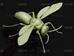 青蜂昆虫C4D模型 Praestochrysis Jusca