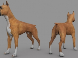 小黄狗 拳师犬C4D模型 dog boxer 3d model