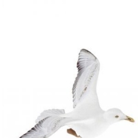 飞翔的海鸥三维模型 Seagull 3D models