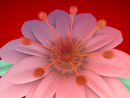 花朵C4D模型 Flowers