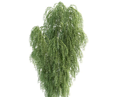 景观树 桦树 白桦树 C4D模型 betula