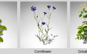 二十余种花草3D模型 XfrogPlants – GROUNDCOVER
