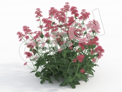 C4D猫食菜缬草花卉模型 Centranthus_J