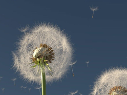 C4D Arnold Renderer蒲公英种子飞舞动画工程文件 Dandelion