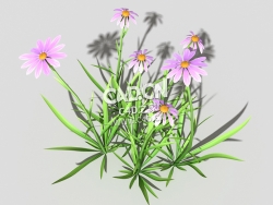 粉色野菊花花卉植物C4D模型 common-flower-a2 3d model