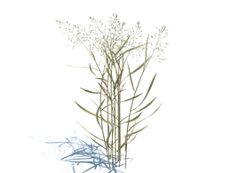 丝状剪股颖杂草植物杂草模型下载Agrostis capillaris v2