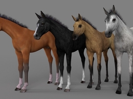 五种颜色的小马驹C4D模型 Millennium Foal 3d model