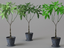 绿色景观植物：瓜栗 发财树盆景C4D模型 Pachira macrocarpa