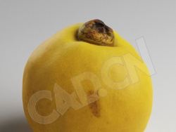 C4D榅桲黄色水果模型 Quince