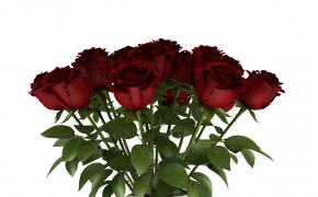 一瓶红玫瑰C4D模型 3D RED ROSES