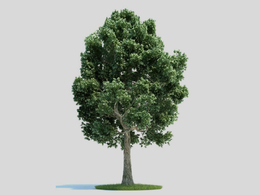 槭树 景观树 大树C4D模型 Acer 3d model