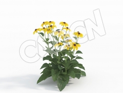 C4D假向日葵金光菊花卉模型 Rudbeckia_E