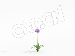 C4D单株大花葱吉安花紫色花卉模型 Allium_B