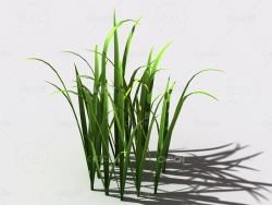 野草植物C4D模型 wild-grass-l2