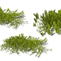3D款海洋植物：海草C4D模型 Caulerpa sertularoides Feather Caulerpa