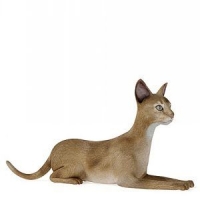 大黄猫3D模型：Cats 3D models