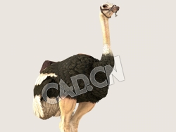 C4D鸵鸟伸脖子叫唤动画模型（包含骨骼绑定动画) Ostrich_Special 3D Model