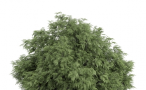 茂密的大树C4D模型 3D TREE