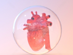 人体心脏 Heart in Real