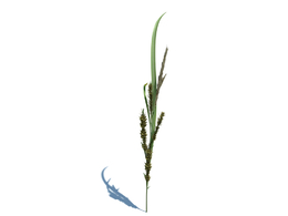 稗子c4d植物杂草模型下载Echinochloa crus-galli v1
