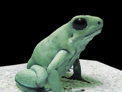 绿色青蛙3D扫描模型 frog 3d model