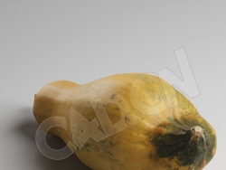 C4D成熟的长南瓜蔬菜模型 Pumpkin