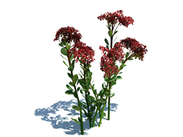 八宝景天植物杂草模型下载Hylotelephium spectabile v2